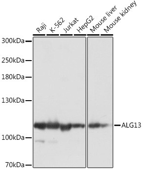 ALG13 Antibody in Western Blot (WB)