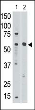 SIGLEC8 Antibody in Western Blot (WB)