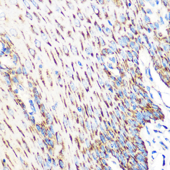 OSR1 Antibody in Immunohistochemistry (Paraffin) (IHC (P))