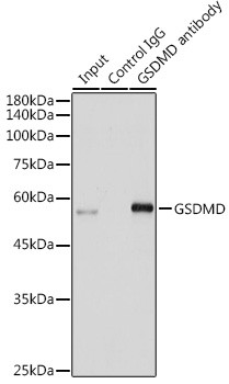 GSDMD Antibody in Immunoprecipitation (IP)