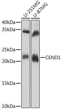CEND Antibody in Western Blot (WB)