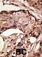 SIGLEC9 Antibody in Immunohistochemistry (Paraffin) (IHC (P))