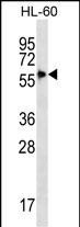 SIGLEC9 Antibody in Western Blot (WB)