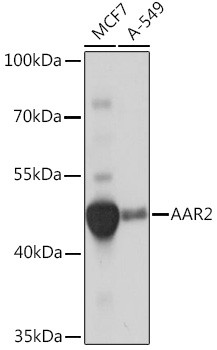 AAR2 Antibody in Western Blot (WB)