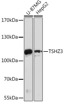 TSHZ3 Antibody in Western Blot (WB)