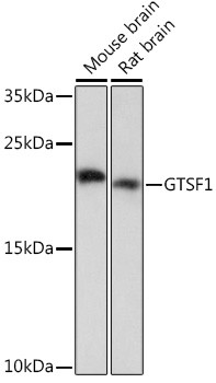 GTSF1 Antibody in Western Blot (WB)