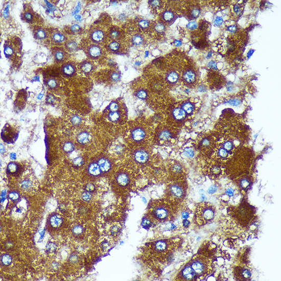 PIGU Antibody in Immunohistochemistry (Paraffin) (IHC (P))