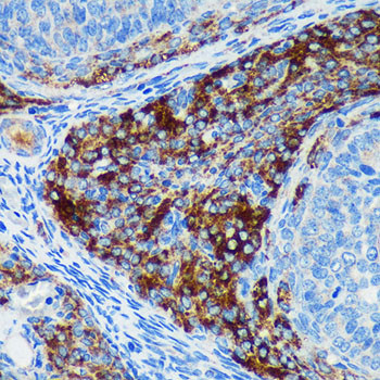 PIGU Antibody in Immunohistochemistry (Paraffin) (IHC (P))