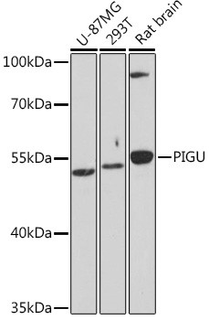 PIGU Antibody in Western Blot (WB)