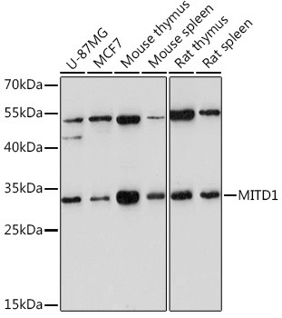 MITD1 Antibody in Western Blot (WB)