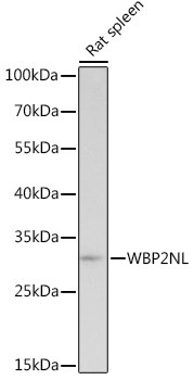 WBP2NL Antibody in Western Blot (WB)