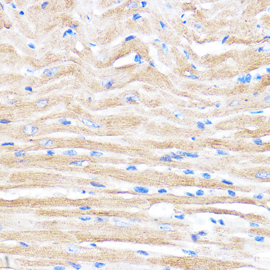 ZMPSTE24 Antibody in Immunohistochemistry (Paraffin) (IHC (P))