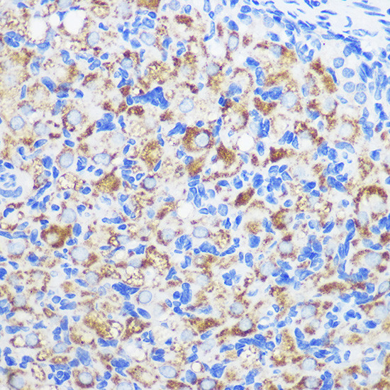 ZMPSTE24 Antibody in Immunohistochemistry (Paraffin) (IHC (P))