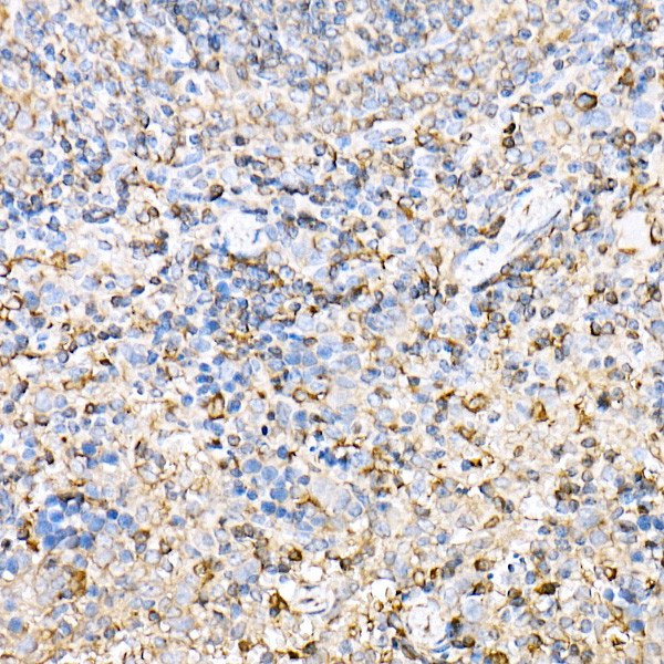 MHC Class II (I-Ab) Antibody in Immunohistochemistry (Paraffin) (IHC (P))