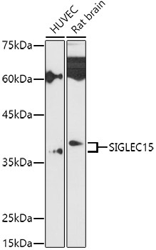 SIGLEC15 Antibody in Western Blot (WB)