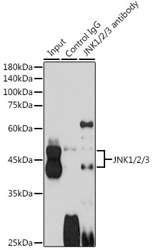 JNK1/JNK2/JNK3 Antibody in Immunoprecipitation (IP)
