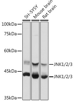 JNK1/JNK2/JNK3 Antibody in Western Blot (WB)