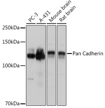 Pan-cadherin Antibody in Western Blot (WB)