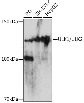 ULK1/ULK2 Antibody in Western Blot (WB)