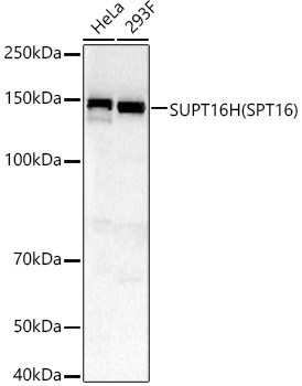 SUPT16H Antibody in Western Blot (WB)