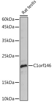 C1orf146 Antibody in Western Blot (WB)