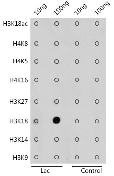 Lactyl-Histone H3 (Lys18) Antibody in Dot Blot (DB)