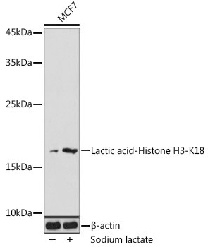 Lactyl-Histone H3 (Lys18) Antibody in Western Blot (WB)