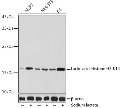 Lactyl-Histone H3 (Lys14) Antibody in Western Blot (WB)