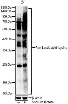 Lactic acid Lysine Antibody in Western Blot (WB)