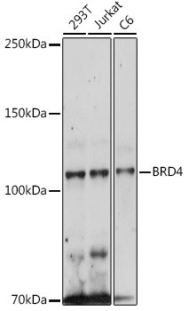 BRD4 Antibody in Western Blot (WB)