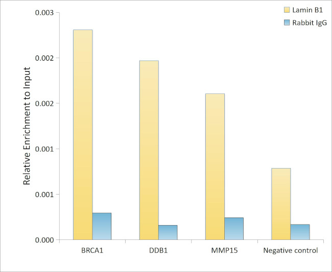 Lamin B1 Antibody in ChIP Assay (ChIP)