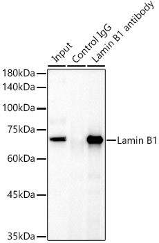 Lamin B1 Antibody in Immunoprecipitation (IP)