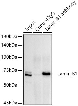 Lamin B1 Antibody in Immunoprecipitation (IP)