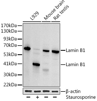 Lamin B1 Antibody in Western Blot (WB)