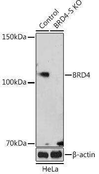 BRD4-S Antibody in Western Blot (WB)