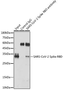 SARS-CoV-2 Spike Protein (RBD) Antibody in Immunoprecipitation (IP)