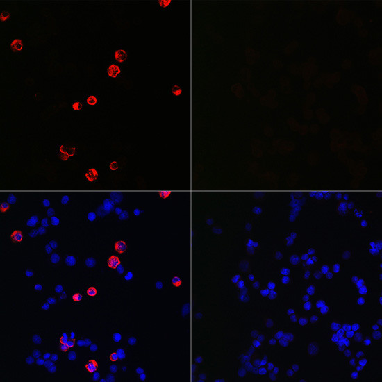 SARS-CoV-2 Spike Protein S2 Antibody in Immunocytochemistry (ICC/IF)