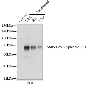 SARS-CoV-2 Spike Protein S2 Antibody in Western Blot (WB)