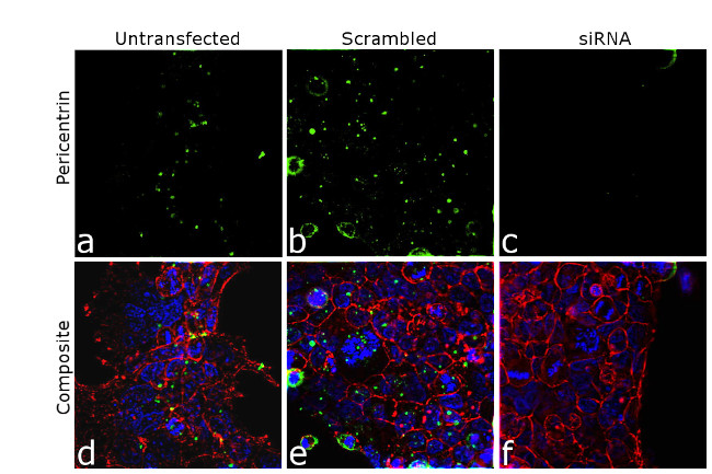 Pericentrin Antibody in Immunocytochemistry (ICC/IF)