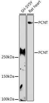 Pericentrin Antibody in Western Blot (WB)