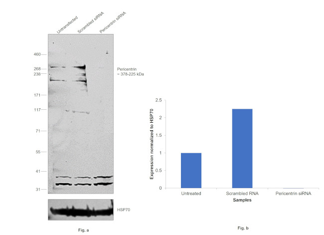 Pericentrin Antibody in Western Blot (WB)