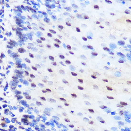 ZNF207 Antibody in Immunohistochemistry (Paraffin) (IHC (P))