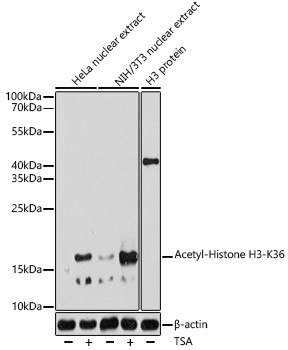 H3K36ac Antibody in Western Blot (WB)