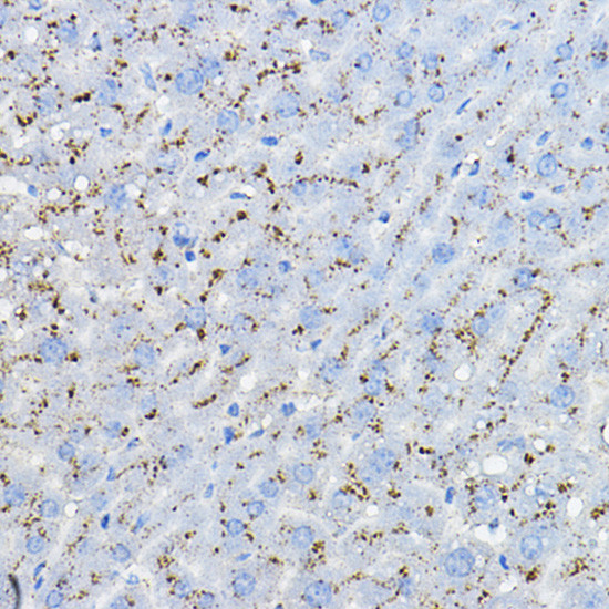 BRP44 Antibody in Immunohistochemistry (Paraffin) (IHC (P))