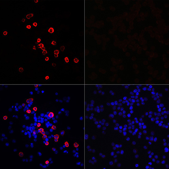 SARS-CoV-2 3CLpro Antibody in Immunocytochemistry (ICC/IF)