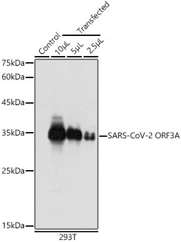 SARS-CoV-2 ORF3a Antibody in Western Blot (WB)