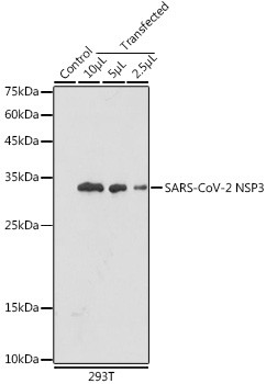 SARS-CoV-2 Nonstructural Protein 3 Antibody in Western Blot (WB)