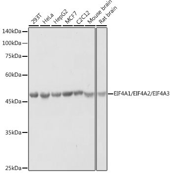 EIF4A1/EIF4A2/EIF4A3 Antibody in Western Blot (WB)