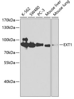 EXT1 Antibody in Western Blot (WB)