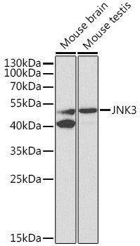 JNK3 Antibody in Western Blot (WB)